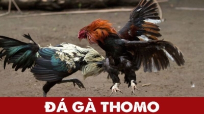 Cách chơi đá gà Thomo - Trải nghiệm cá cược độc đáo thú vị